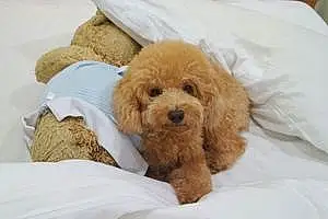 Name Poodle Dog Fluffy