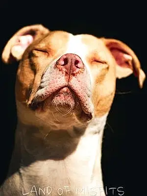 Name Pitt Bull Terrier Dog Kai