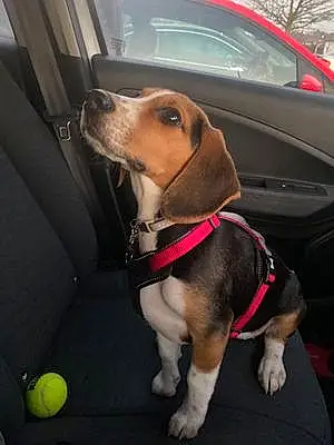 Name Beagle Dog Dora