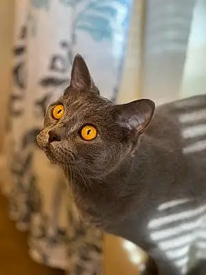 Chartreux Cat Oliver