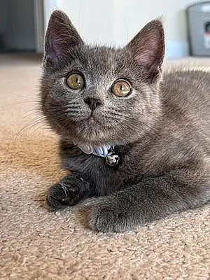 Name British Shorthair Cat Kevin