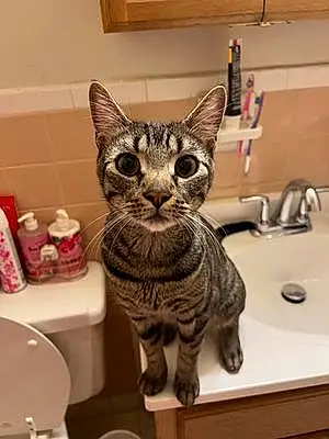 Name American Shorthair Cat Kitkat