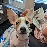 Dog, Dog breed, Ear, Carnivore, Window, Companion dog, Fawn, Whiskers, Collar, Toy Dog, Snout, Working Animal, Furry friends, Canidae, Dog Supply, Non-sporting Group, Puppy, Corgi-chihuahua