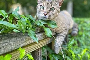 American Shorthair Cat Tamie