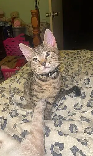 Name American Shorthair Cat Beast