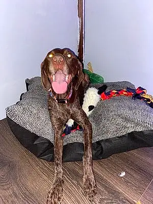 Name German shorthaired pointer Dog Dixie