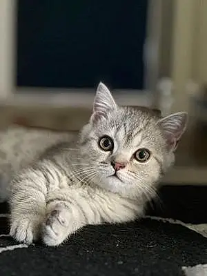 Name British Shorthair Cat Gucci