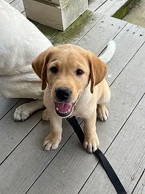 Name Labrador Retriever Dog Hunter