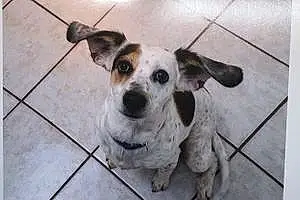 Name Beagle Dog Libby