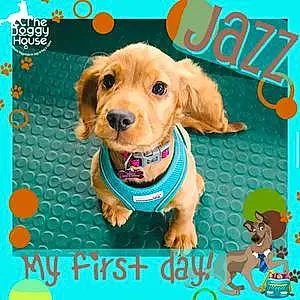 Name American Cocker Spaniel Dog Jazz