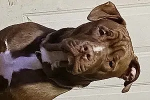 Name Pitt Bull Terrier Dog Blaze