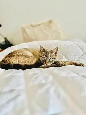 Name Siamese Cat Freya