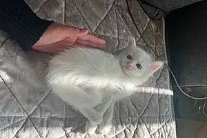 Turkish Angora Cat Milo