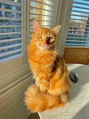 Name Maine Coon Cat Axel