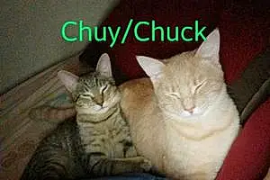 Name Cat Chuck