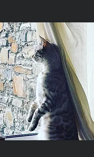 Name Bengal Cat Kittie