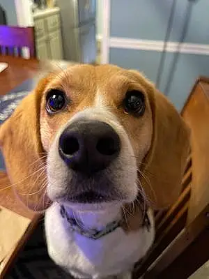 Name Beagle Dog Hondo