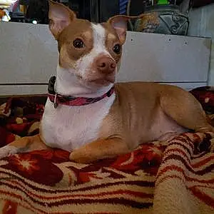 Name Chihuahua Dog Gino