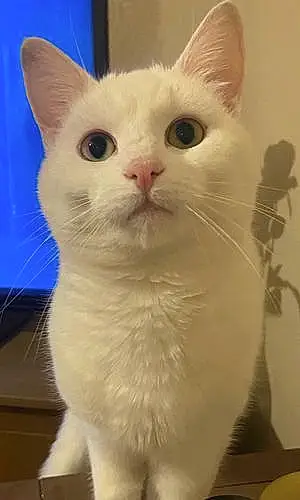 Name Cat Georgie