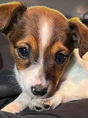Name Jack Russell Dog Bean