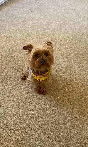 Name Yorkshire Terrier Dog Boo