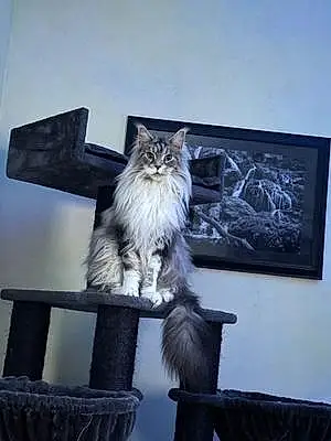 Name Maine Coon Cat Artie