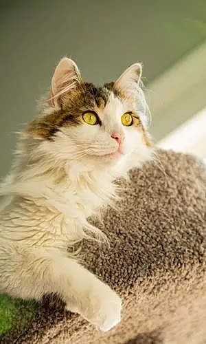 Name Norwegian Forest Cat Cat Lincoln