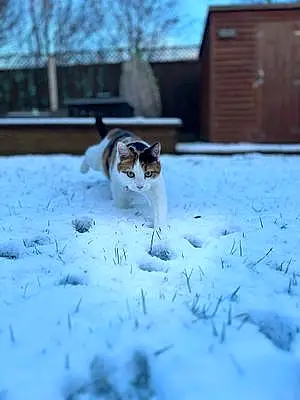 Name British Shorthair Cat Doris
