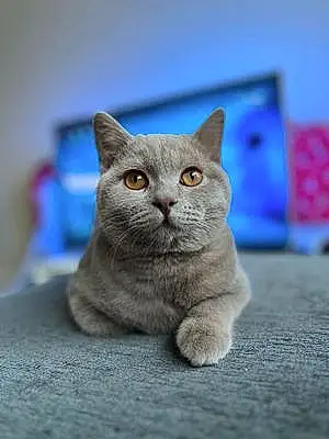 Name British Shorthair Cat Gus