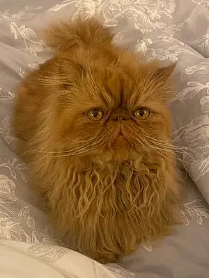 Name Persian Cat Garfield