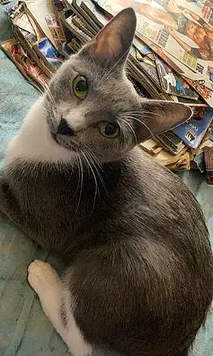Name Russian Blue Cat Buttercup