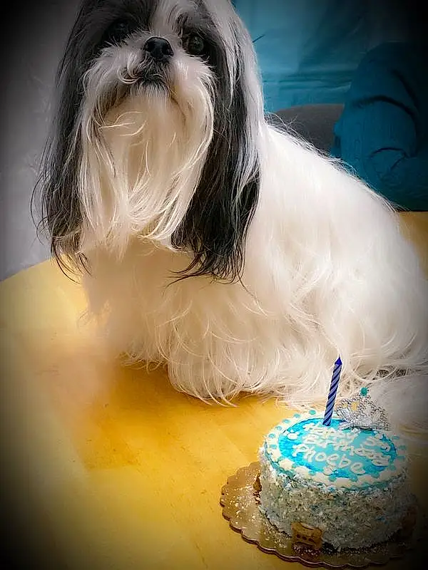 Dog, Carnivore, Dog breed, Food, Cake, Companion dog, Shih Tzu, Cake Decorating, Cake Decorating Supply, Liver, Toy Dog, Sugar Cake, Snout, Event, Birthday Cake, Icing, Dessert, Furry friends, Terrier