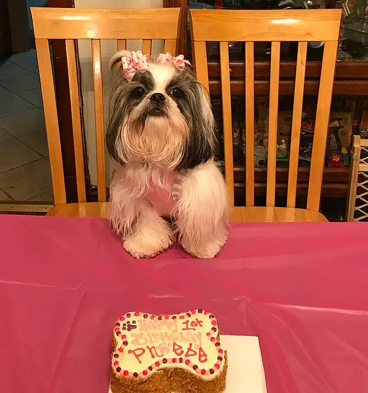 Dog, Table, Dog breed, Liver, Carnivore, Shih Tzu, Companion dog, Toy Dog, Snout, Working Animal, Chair, Cake, Sugar Cake, Cake Decorating Supply, Comfort, Small Terrier, Birthday Cake, Dog Supply