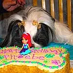 Food, Hairstyle, Cake Decorating Supply, Cake, Cake Decorating, Fawn, Companion dog, Dog Supply, Wig, Sugar Cake, Birthday Cake, Kuchen, Toy, Event, Baked Goods, Icing, Dog breed, Dessert, Happy Birthday!, Sweetness