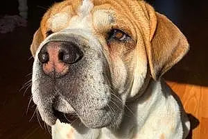 Name Basset Hound Dog Bently