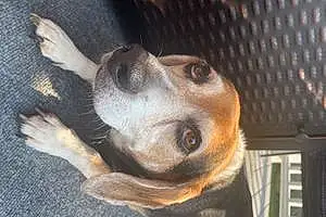 Name Beagle Dog Humphrey