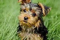 Name Yorkshire Terrier Dog Charlie