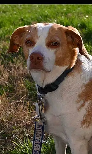 Name Beagle Dog Dixie
