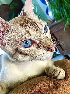 Name Cat Blu