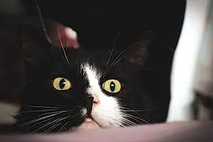 Turkish Angora Cat Bailey