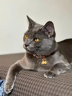 Chartreux Cat Boris