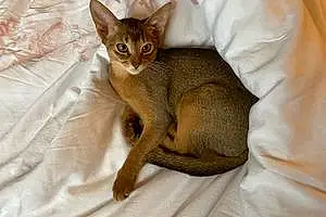 Name Abyssinian Cat Felix