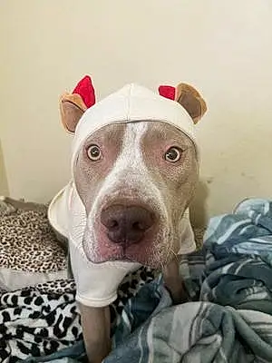 Name Pitt Bull Terrier Dog Gucci