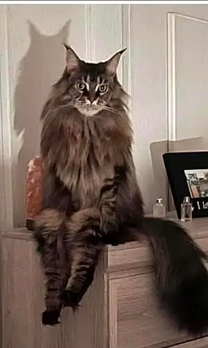 Name Maine Coon Cat Annabelle