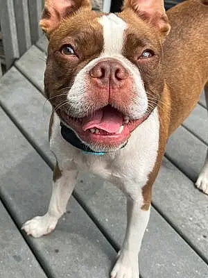 Name Boston terrier Dog Enzo