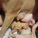 Dog, Dog breed, Carnivore, Comfort, Fawn, Companion dog, Ear, Working Animal, Snout, Terrestrial Animal, Whiskers, Wrinkle, Paw, Foot, Liver, Canidae, Furry friends, Nap, Non-sporting Group