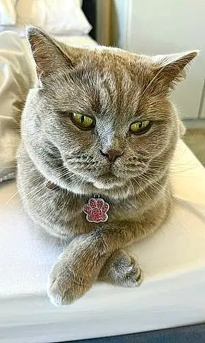 Name British Shorthair Cat Lilac