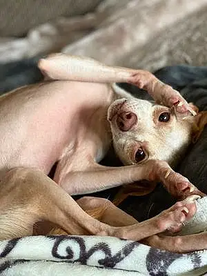 Name Greyhound Dog Dobby