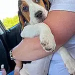Dog, Dog breed, Carnivore, Comfort, Sky, Fawn, Companion dog, Snout, Water Bottle, Beaglier, Bottle, Hound, Furry friends, Sitting, Canidae, Collar, Elbow, Paw, Scent Hound