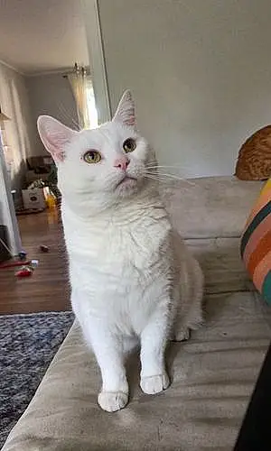 Turkish Angora Cat Gypsy